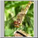 Sympetrum striolatum - Grosse Heidelibelle w05.jpg